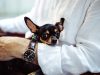 Hvis du har en lille hund, bør du bruge hundesele
